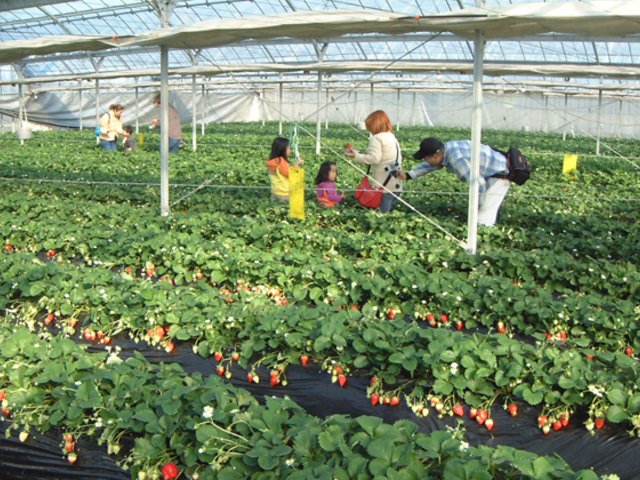 🍓 딸기 따기 센터(다테야마 이치고가리 센터) 이미지 1